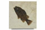 Superb Fossil Fish (Priscacara) - Green River Formation #292393-1